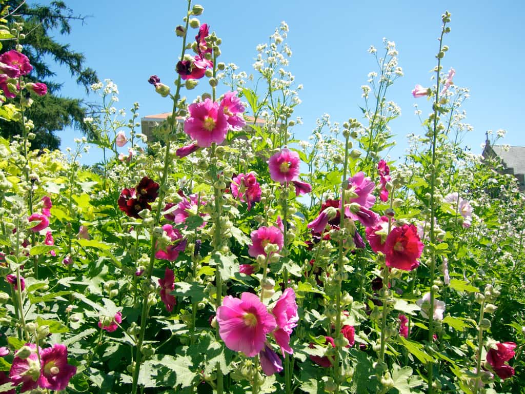 La rose trémière (<i>Alcea rosea</i>). © Shihmei Barger, Flickr